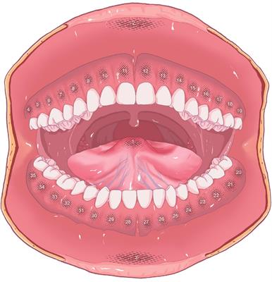 A Temporospatial Study of Sympathetic Skin Response and Electroencephalogram in Oral Mucosa Thermal Perception